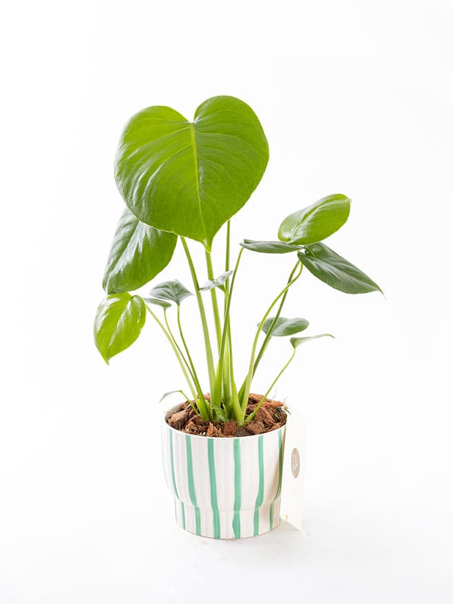 Monstera