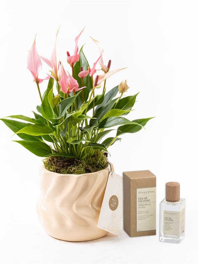 Lily Twister & Atelier Rebul Pure White Intense Kolonya (50 ml) Bundle