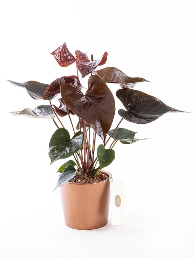 Dark Sienna Bronze