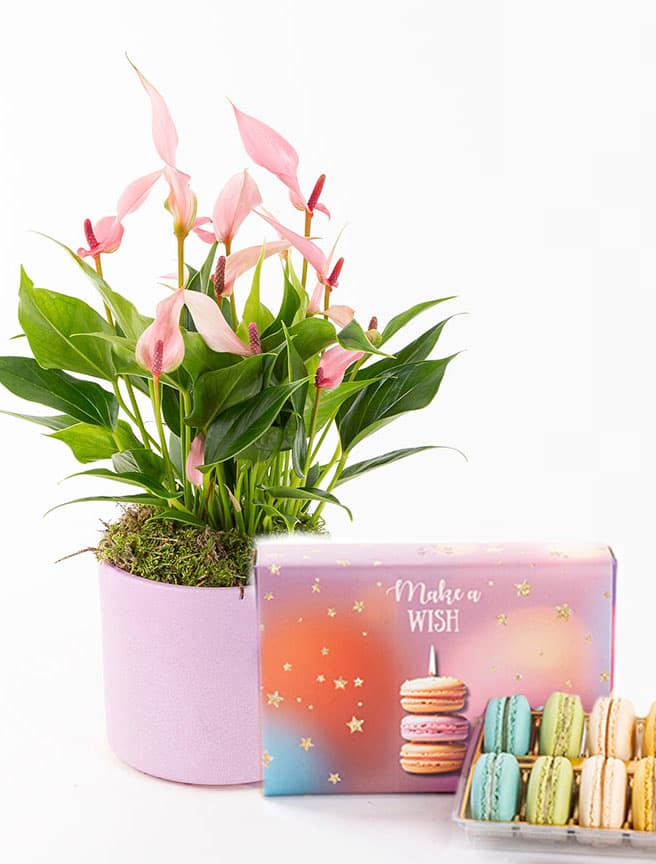 Lily & Make a Wish Macarons (12’li) Bundle