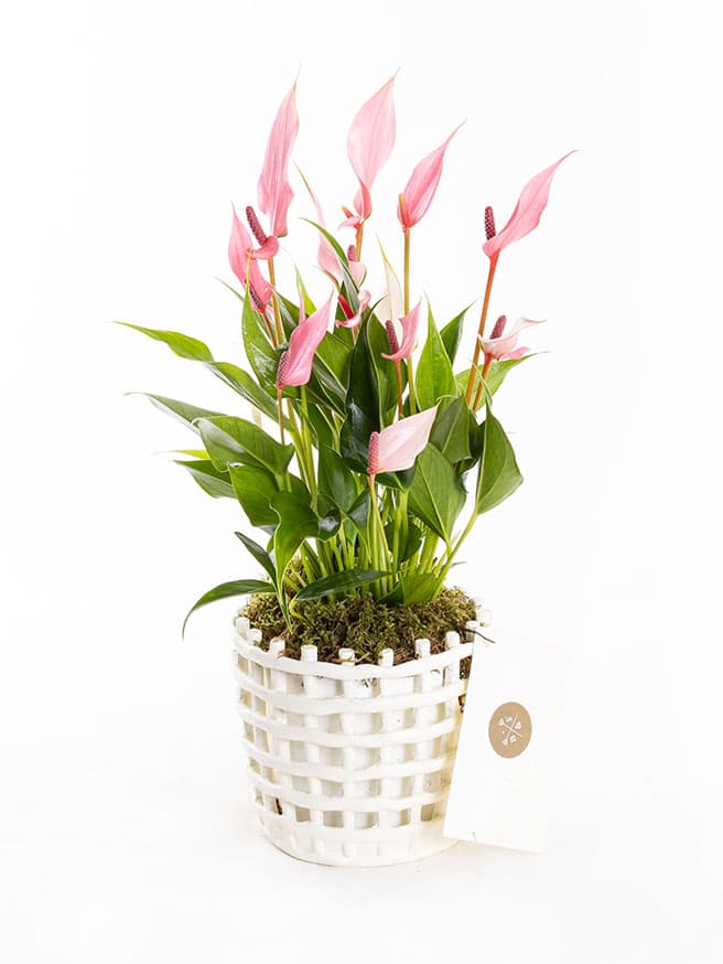 Lily Mesh